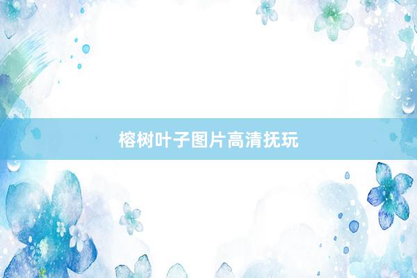 榕树叶子图片高清抚玩